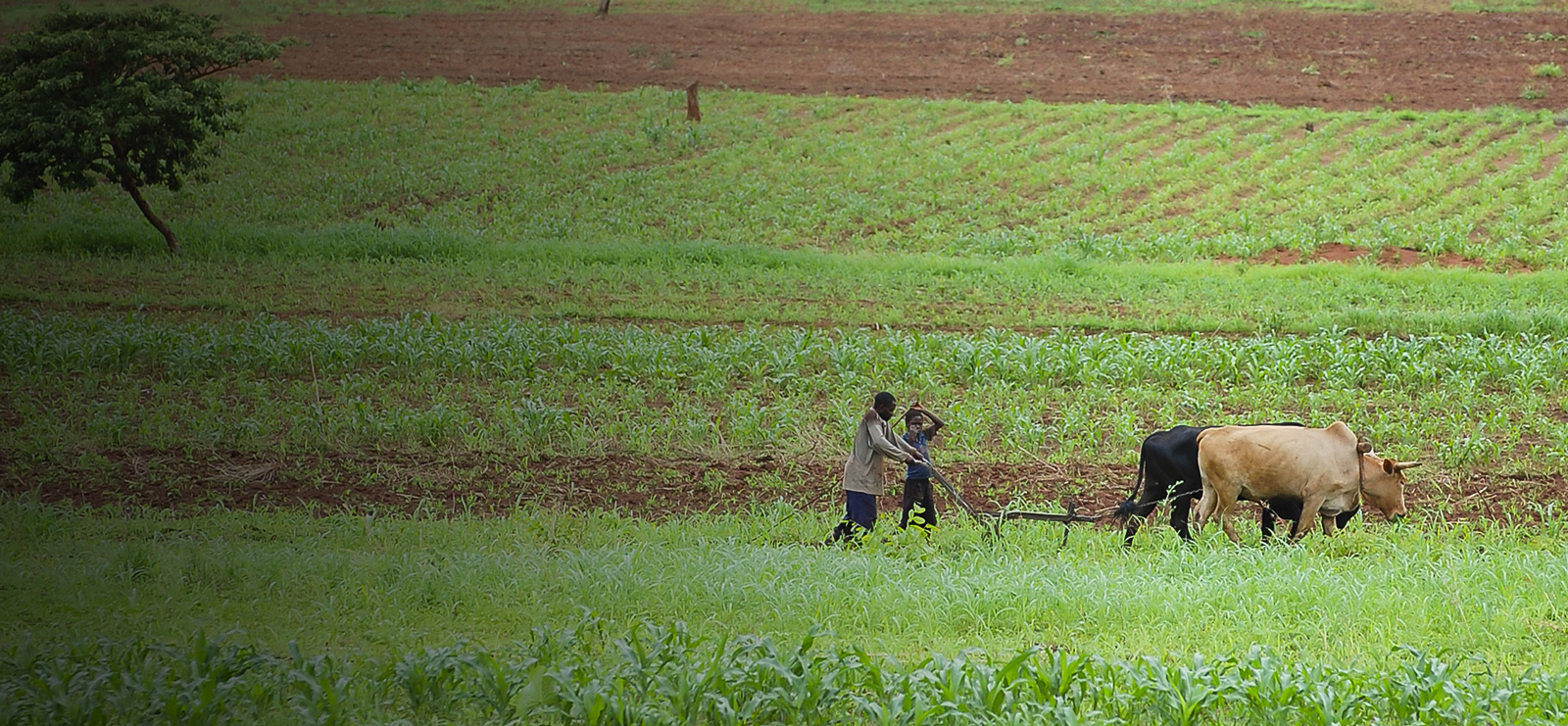 African farmers in Field